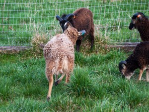 Soay rams about to butt heads