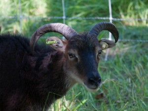Adult Tiverton with long sideswept horns.  Compare them to her baby picture 