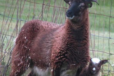 Real-life Soay lambing stories: jugging sure beats bottle feeding bummer lambs