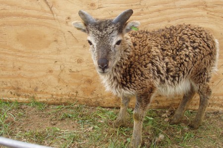 What will my Soay lambs look like when they grow up?