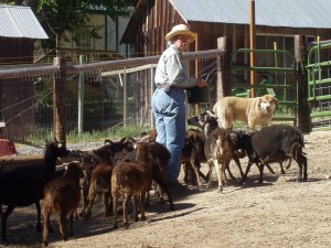 Ewes gather around Priscilla