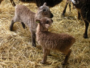 Twin Soay lambs frolic in the nursery