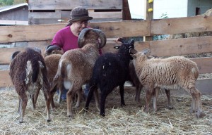 Nose-to-nose with Soay sheep