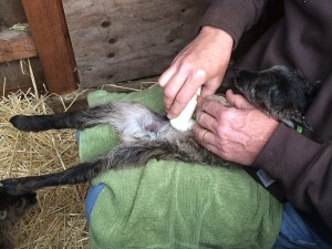 Last (for obvious reasons) step: apply iodine to lamb's navel to minimize risk of infection coming in through the wet umbilicus.