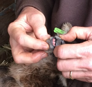 Showing Audrey the lamb's lower teeth, still covered with skin. Note: sheep do not have upper teeth.