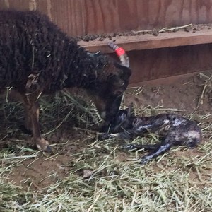 Lamb born, Patterdale licks off its nose so it can start breathing on its own