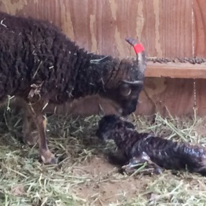 Sturdy lamb heads for Patterdale's udder for its first meal