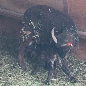 Lamb about to connect with teat, Patterdale's licking stimulates urge to nurse