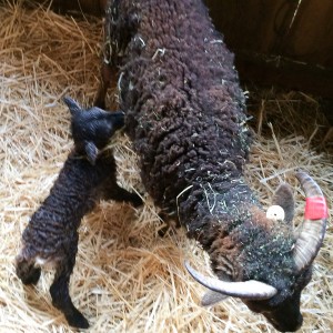 After all that hard work, Patterdale and her lamb relax in the jug
