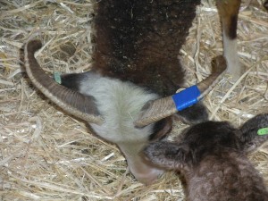 Saltmarsh ewe and 2015 lamb