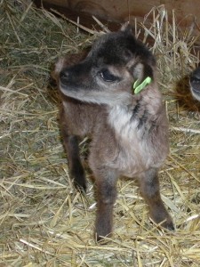 Even a Dalton lamb tag makes a supersmall (2-pounder) Soay lamb's ear flop