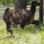 In less than half an hour, the baby llama already had enough neck strength to support its out-sized head