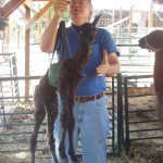If a Rapala fish scale is good enough to weigh Soay lambs, it's good enough to weigh a cria