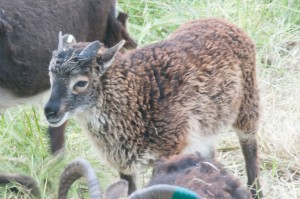 2015 ewe lamb Saltmarsh Jordan has especially soft and unusually long fleece ... so far