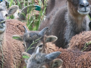 2015 ewe lamb Saltmarsh Clinton peeks out from behind one of her lamb buddies
