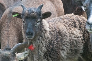 2015 ewe lamb Saltmarsh Farnham is a striking example of the lush dark color brought in through AI in 2008 (via her sire Lewes)