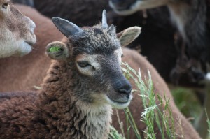 2015 ewe lamb Saltmarsh Booker carries the genes for both white spotting and light phase (tan)