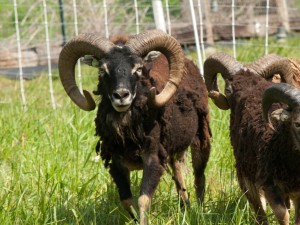 Blue Mountain Astro, undisputed all-time winner in Best Soay Horns competition