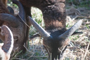 Closeup of the base of Sandford's wide horns
