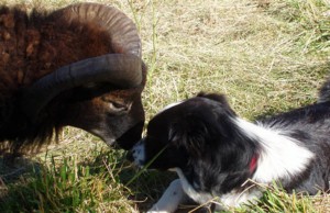 Mollie Collie discussing coat burrs with Soay ram