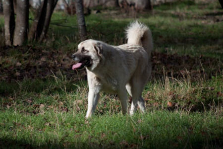 Livestock Guardian Dogs For Your Flock: A Pictorial Primer