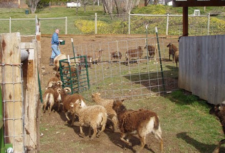 Anti-tetanus vaccinations for Soay sheep:  An ounce of prevention