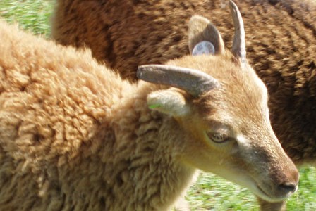A Soay by any other name is still …
