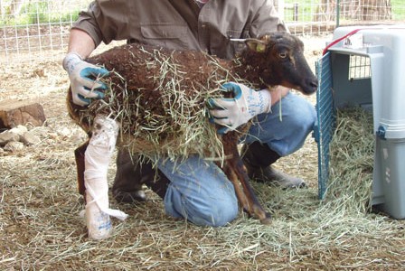 A pregnant Soay sheep with a broken leg – what to do?