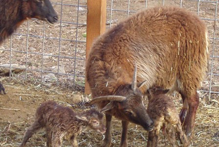 Twin Lambs:  the Multi-tasking Soay Ewe in Action