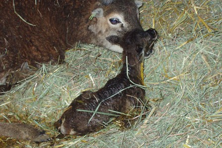 First-time Soay Mothers