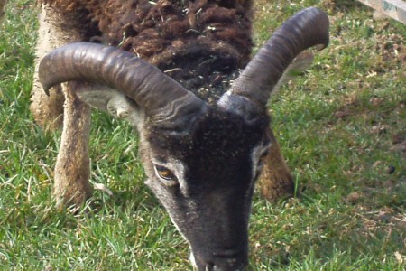Ram horn growth:  another harbinger of spring