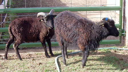 Soay ram lambs:  Whether to wether, when, and how