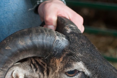 Annual Soay sheep horn growth revisited