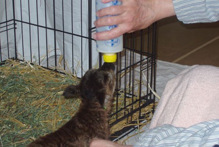 A Bummer Soay Lamb:  Lessons Learned