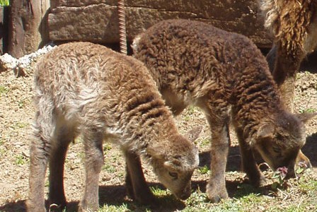 Want more Soay twins?  Try flushing your ewes