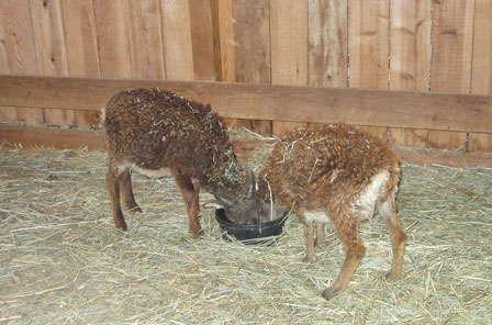 The mystery of slow-growing Soay sheep lambs