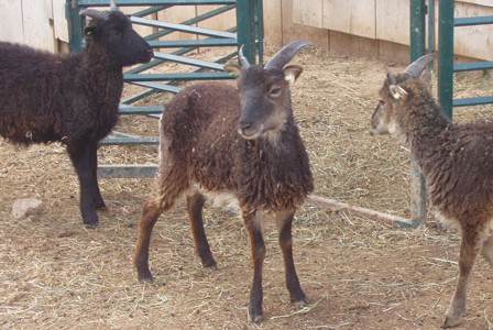Using body temperature to diagnose disease or injury in a Soay sheep