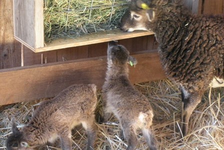 A Soay lambing crisis update:  All’s well so far