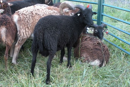 Air Soay – flying the friendly sheep to new owners