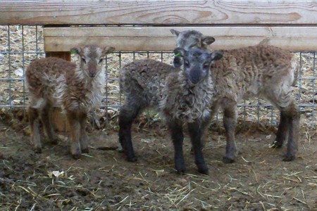 Baby ear tags for Soay lambs: where to get them and why