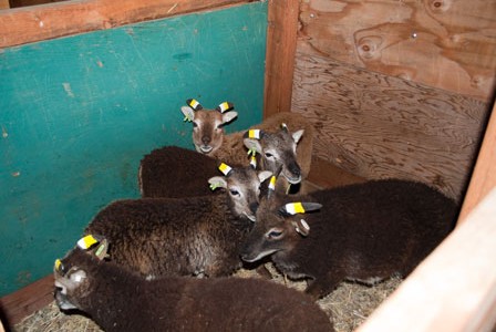 Jugs – they’re not just for Soay lambing any more