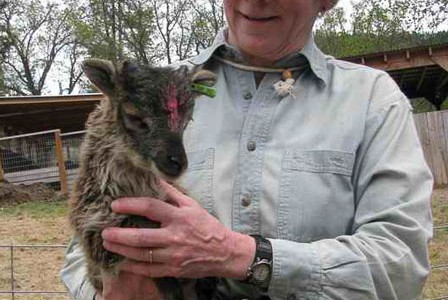 Miniature Soay lamb grows up
