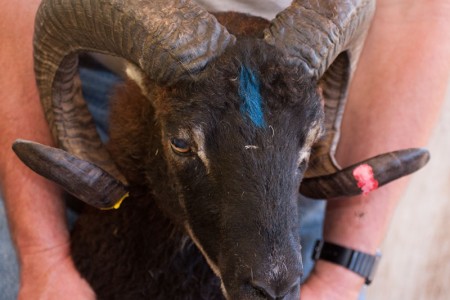 Soay Sheep Horns, Part 1: How they grow and what they look like