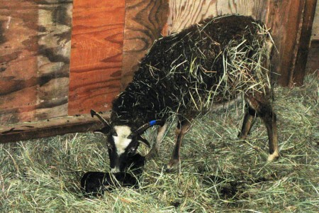 Why raise Soay sheep?  To enjoy lambing, among other things