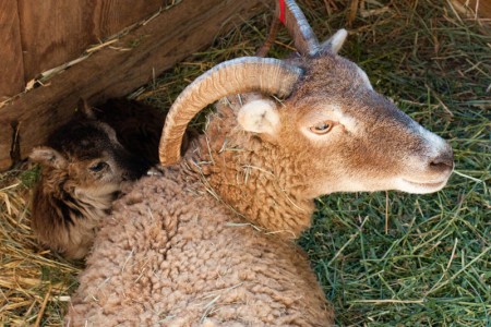 Peaceful lambing, peaceful lamb