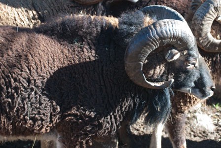 The physical manifestations of rut in Soay rams: a brief update