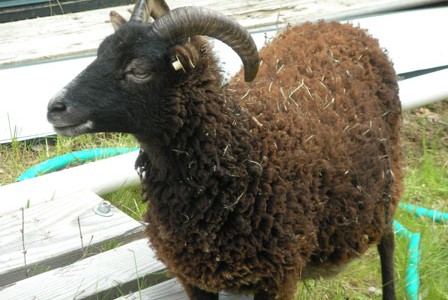 Color and pattern in Soay sheep: an update