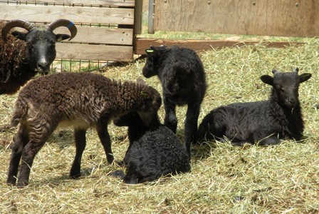 Little black Soay sheep on display in the play yard