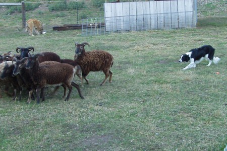 Exploring and exploding myths about Soay sheep: Can they be herded?