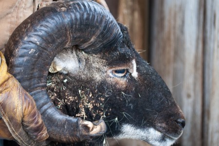 A substantial Soay ram horn break with no ill effects